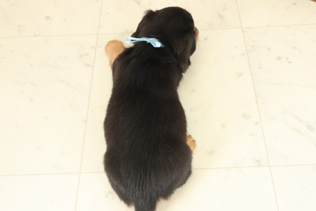 鳥取県のミニチュアダックスフンド(ロング) (Coo&RIKUラ・ムー鳥取東店/2025年10月12日生まれ/男の子/ブラックタン)の子犬の4枚目の画像