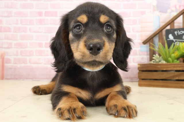 沖縄県のミニチュアダックスフンド(ロング) (Coo&RIKU沖縄浦添店/2025年10月12日生まれ/男の子/ブラックタン)の子犬の1枚目の画像