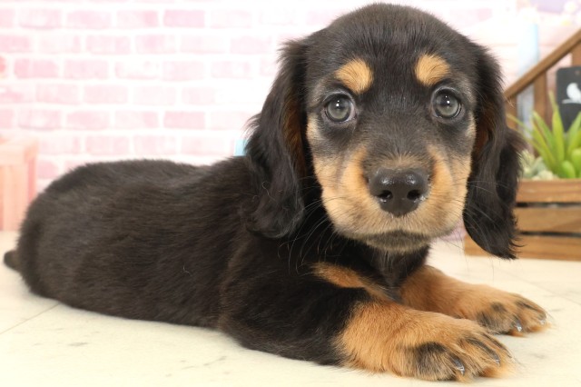 沖縄県のミニチュアダックスフンド(ロング) (Coo&RIKU沖縄浦添店/2025年10月12日生まれ/男の子/ブラックタン)の子犬の2枚目の画像