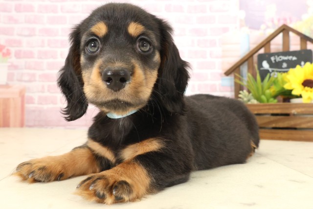 沖縄県のミニチュアダックスフンド(ロング) (Coo&RIKU沖縄浦添店/2025年10月12日生まれ/男の子/ブラックタン)の子犬の3枚目の画像