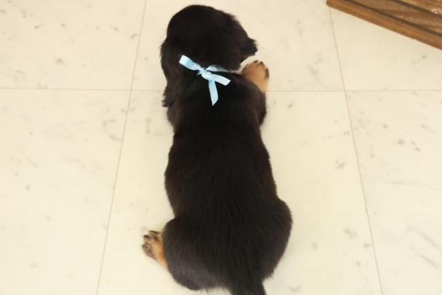 沖縄県のミニチュアダックスフンド(ロング) (Coo&RIKU沖縄浦添店/2025年10月12日生まれ/男の子/ブラックタン)の子犬の4枚目の画像