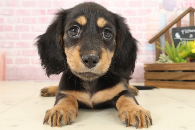 沖縄県のミニチュアダックスフンド(ロング) (Coo&RIKUイオン北谷店/2025年10月12日生まれ/女の子/ブラックタン)の子犬の1枚目の画像