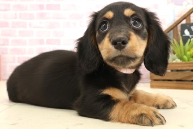 沖縄県のミニチュアダックスフンド(ロング) (Coo&RIKUイオン北谷店/2025年10月12日生まれ/女の子/ブラックタン)の子犬の2枚目の画像