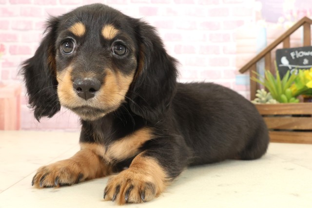 沖縄県のミニチュアダックスフンド(ロング) (Coo&RIKUイオン北谷店/2025年10月12日生まれ/女の子/ブラックタン)の子犬の3枚目の画像