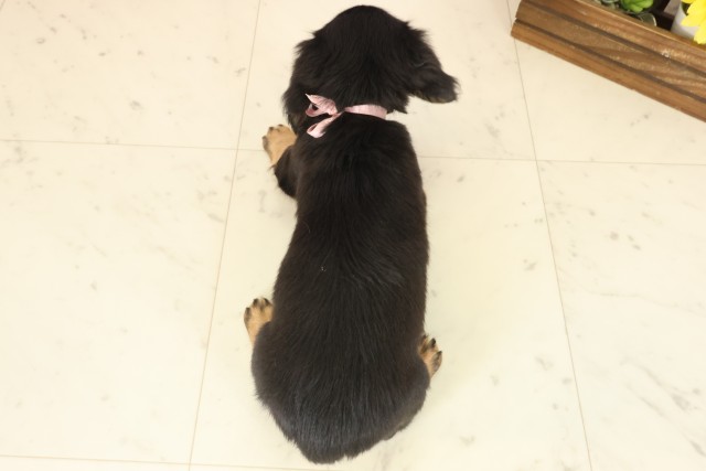 沖縄県のミニチュアダックスフンド(ロング) (Coo&RIKUイオン北谷店/2025年10月12日生まれ/女の子/ブラックタン)の子犬の4枚目の画像