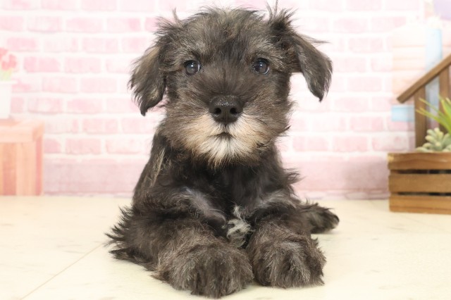 徳島県のミニチュアシュナウザー (Coo&RIKU徳島店/2025年10月12日生まれ/男の子/ソルトペッパー)の子犬