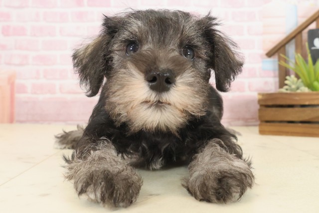 2025年10月12日生まれのミニチュアシュナウザー