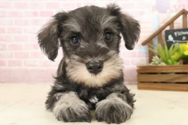 愛媛県のミニチュアシュナウザー (Coo&RIKUイオンタウン川之江店/2025年10月12日生まれ/女の子/ソルトペッパー)の子犬の1枚目の画像