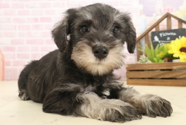 愛媛県のミニチュアシュナウザー (Coo&RIKUイオンタウン川之江店/2025年10月12日生まれ/女の子/ソルトペッパー)の子犬の2枚目の画像