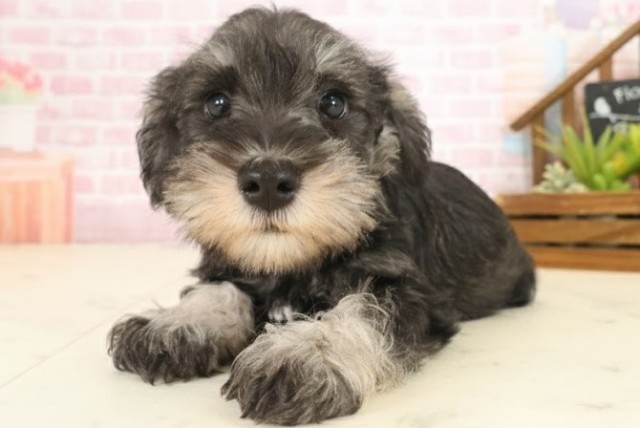 愛媛県のミニチュアシュナウザー (Coo&RIKUイオンタウン川之江店/2025年10月12日生まれ/女の子/ソルトペッパー)の子犬の3枚目の画像