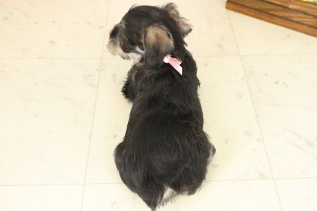 愛媛県のミニチュアシュナウザー (Coo&RIKUイオンタウン川之江店/2025年10月12日生まれ/女の子/ソルトペッパー)の子犬の4枚目の画像