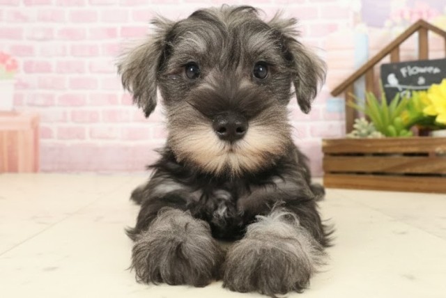 愛媛県のミニチュアシュナウザー (Coo&RIKU愛媛松山店/2025年10月12日生まれ/女の子/ソルトペッパー)の子犬の1枚目の画像