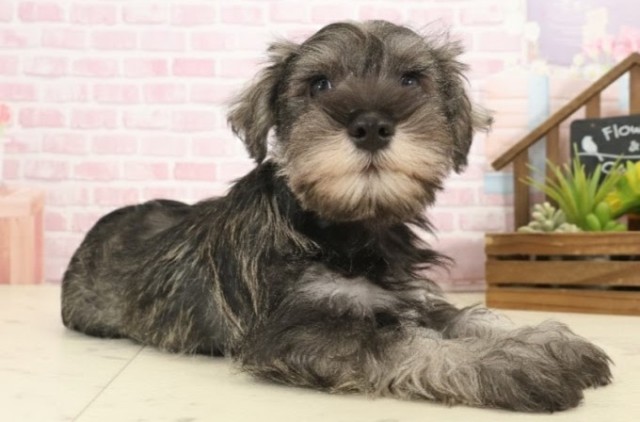 愛媛県のミニチュアシュナウザー (Coo&RIKU愛媛松山店/2025年10月12日生まれ/女の子/ソルトペッパー)の子犬の2枚目の画像