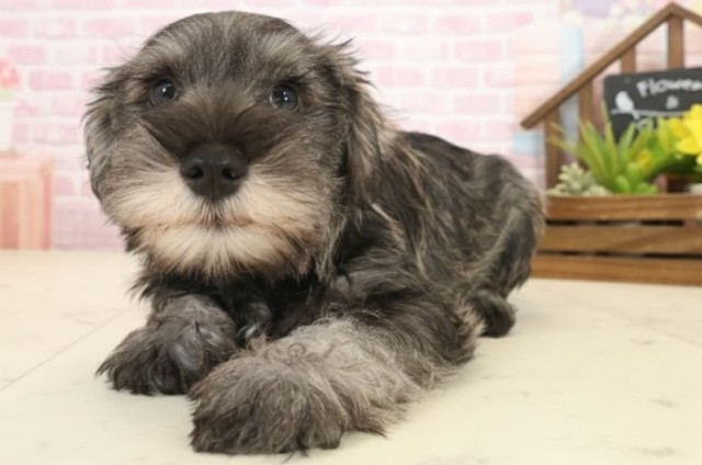 愛媛県のミニチュアシュナウザー (Coo&RIKU愛媛松山店/2025年10月12日生まれ/女の子/ソルトペッパー)の子犬の3枚目の画像