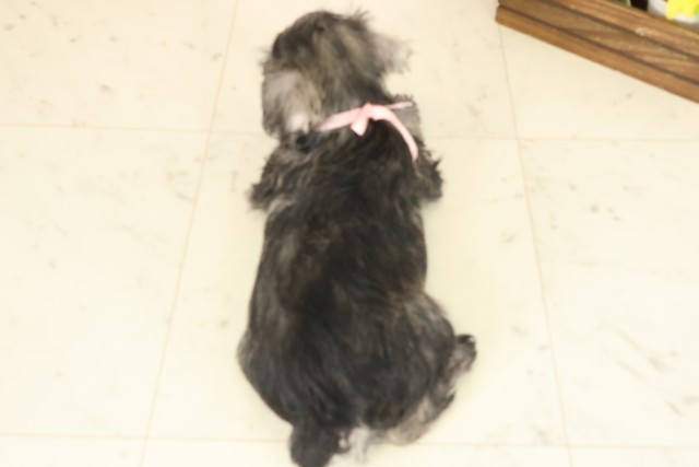 愛媛県のミニチュアシュナウザー (Coo&RIKU愛媛松山店/2025年10月12日生まれ/女の子/ソルトペッパー)の子犬の4枚目の画像