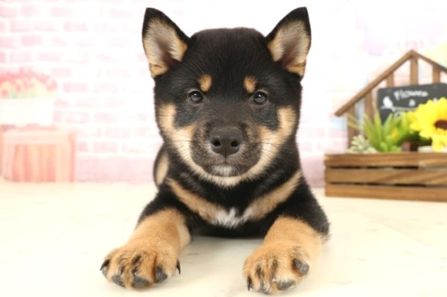 沖縄県の豆柴 (Coo&RIKUイーアス沖縄豊崎店/2025年10月12日生まれ/男の子/黒)の子犬の1枚目の画像