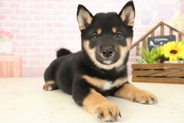 沖縄県の豆柴 (Coo&RIKUイーアス沖縄豊崎店/2025年10月12日生まれ/男の子/黒)の子犬の2枚目の画像