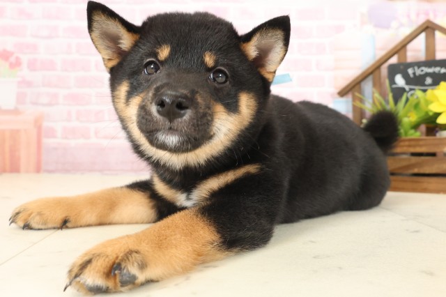 沖縄県の豆柴 (Coo&RIKUイーアス沖縄豊崎店/2025年10月12日生まれ/男の子/黒)の子犬の3枚目の画像