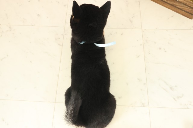 沖縄県の豆柴 (Coo&RIKUイーアス沖縄豊崎店/2025年10月12日生まれ/男の子/黒)の子犬の4枚目の画像