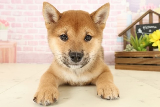 高知県の豆柴 (Coo&RIKU高知御座店/2025年10月12日生まれ/男の子/赤)の子犬の1枚目の画像