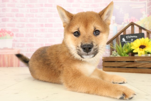 高知県の豆柴 (Coo&RIKU高知御座店/2025年10月12日生まれ/男の子/赤)の子犬の2枚目の画像