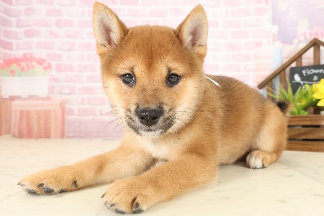 高知県の豆柴 (Coo&RIKU高知御座店/2025年10月12日生まれ/男の子/赤)の子犬の3枚目の画像