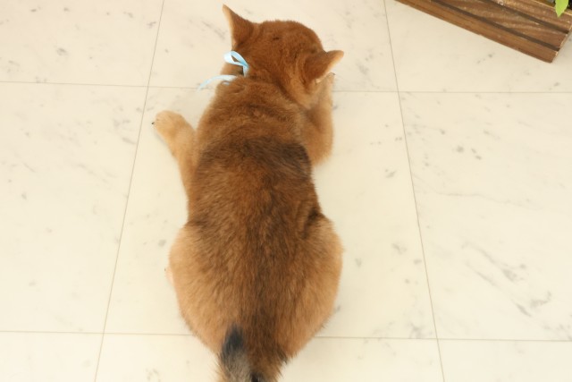 高知県の豆柴 (Coo&RIKU高知御座店/2025年10月12日生まれ/男の子/赤)の子犬の4枚目の画像