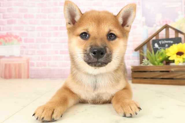 沖縄県の豆柴 (Coo&RIKU沖縄浦添店/2025年10月12日生まれ/女の子/赤)の子犬の1枚目の画像