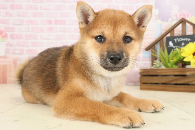 沖縄県の豆柴 (Coo&RIKU沖縄浦添店/2025年10月12日生まれ/女の子/赤)の子犬の2枚目の画像