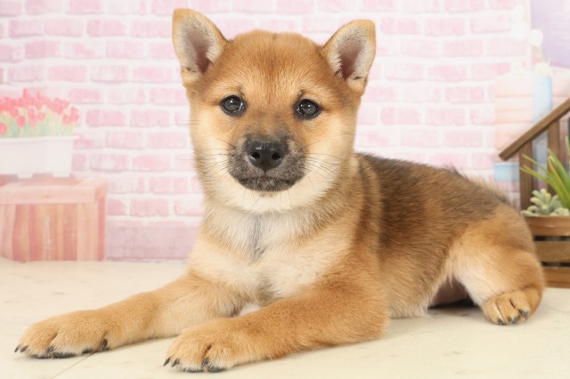 沖縄県の豆柴 (Coo&RIKU沖縄浦添店/2025年10月12日生まれ/女の子/赤)の子犬の3枚目の画像