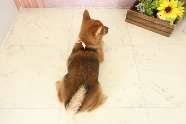 沖縄県の豆柴 (Coo&RIKU沖縄浦添店/2025年10月12日生まれ/女の子/赤)の子犬の4枚目の画像