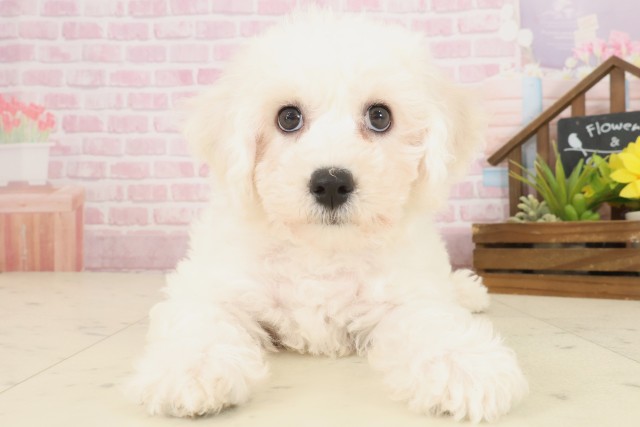 岡山県のビションフリーゼ (Coo&RIKU岡山店/2025年10月3日生まれ/男の子/ホワイト)の子犬の1枚目の画像