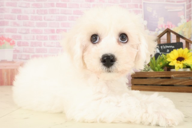 岡山県のビションフリーゼ (Coo&RIKU岡山店/2025年10月3日生まれ/男の子/ホワイト)の子犬の2枚目の画像