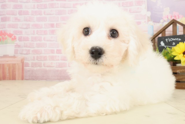 岡山県のビションフリーゼ (Coo&RIKU岡山店/2025年10月3日生まれ/男の子/ホワイト)の子犬の3枚目の画像