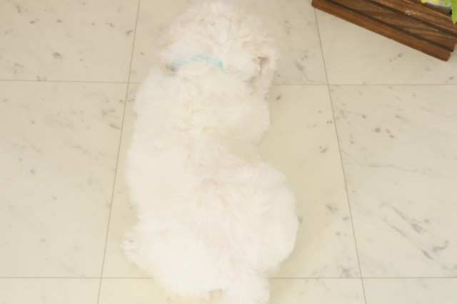 岡山県のビションフリーゼ (Coo&RIKU岡山店/2025年10月3日生まれ/男の子/ホワイト)の子犬の4枚目の画像