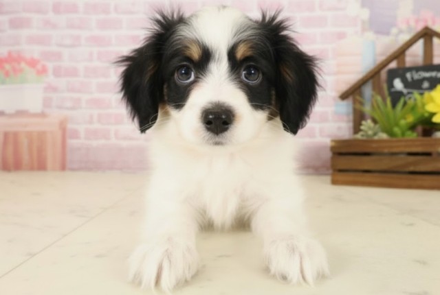 広島県のパピヨン (Coo&RIKU広島北店/2025年10月8日生まれ/女の子/トライカラー)の子犬の1枚目の画像