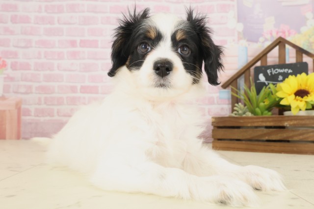 広島県のパピヨン (Coo&RIKU広島北店/2025年10月8日生まれ/女の子/トライカラー)の子犬の2枚目の画像