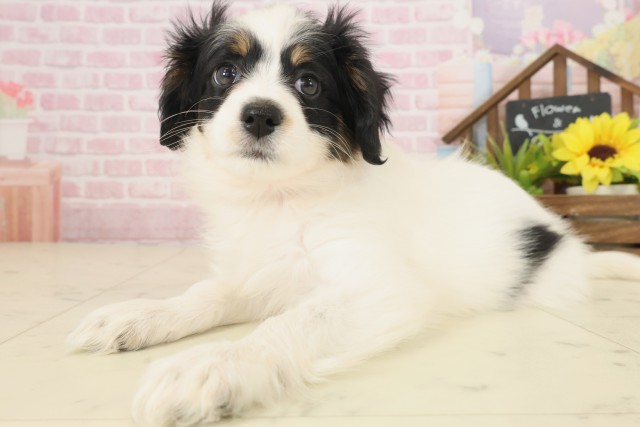 広島県のパピヨン (Coo&RIKU広島北店/2025年10月8日生まれ/女の子/トライカラー)の子犬の3枚目の画像