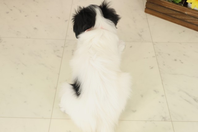 広島県のパピヨン (Coo&RIKU広島北店/2025年10月8日生まれ/女の子/トライカラー)の子犬の4枚目の画像