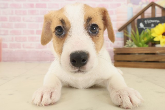 香川県のジャックラッセルテリア (Coo&RIKU高松上福岡店/2025年10月8日生まれ/女の子/ホワイトタン)の子犬の1枚目の画像