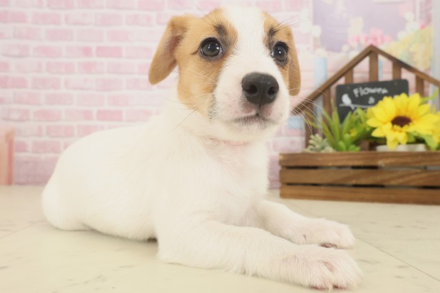 香川県のジャックラッセルテリア (Coo&RIKU高松上福岡店/2025年10月8日生まれ/女の子/ホワイトタン)の子犬の2枚目の画像