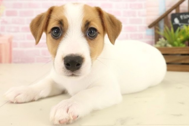 香川県のジャックラッセルテリア (Coo&RIKU高松上福岡店/2025年10月8日生まれ/女の子/ホワイトタン)の子犬の3枚目の画像