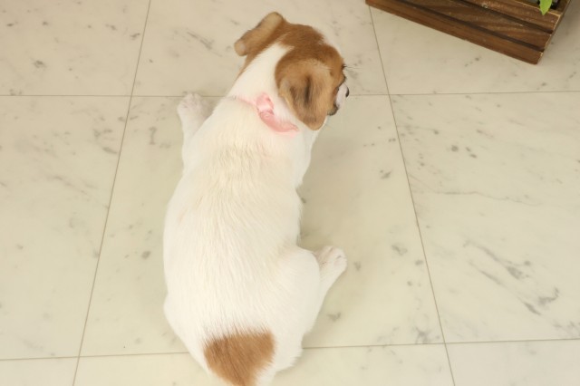 香川県のジャックラッセルテリア (Coo&RIKU高松上福岡店/2025年10月8日生まれ/女の子/ホワイトタン)の子犬の4枚目の画像