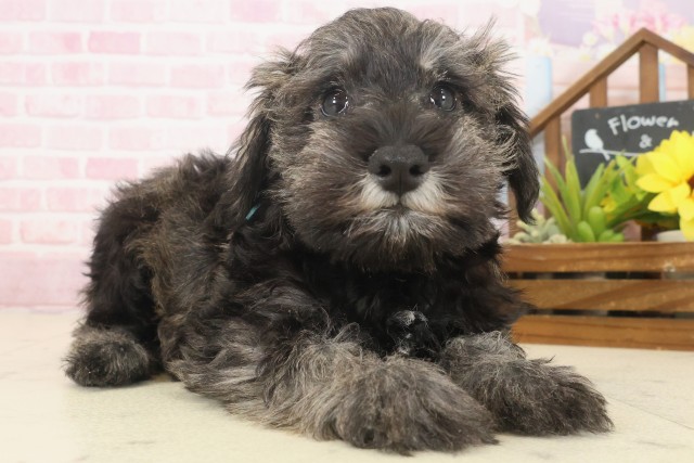 福岡県のミニチュアシュナウザー (Coo&RIKU大牟田店/2025年10月9日生まれ/男の子/ソルトペッパー)の子犬の2枚目の画像