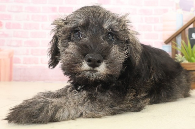 福岡県のミニチュアシュナウザー (Coo&RIKU大牟田店/2025年10月9日生まれ/男の子/ソルトペッパー)の子犬の3枚目の画像