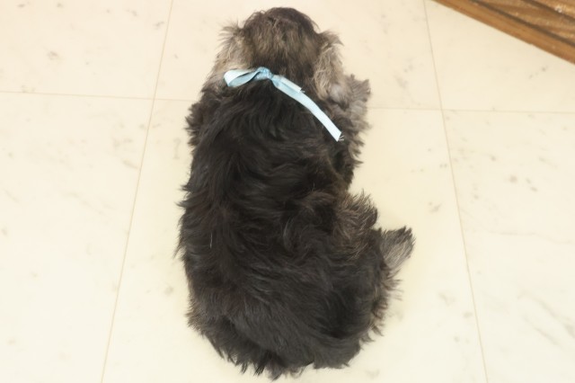 福岡県のミニチュアシュナウザー (Coo&RIKU大牟田店/2025年10月9日生まれ/男の子/ソルトペッパー)の子犬の4枚目の画像