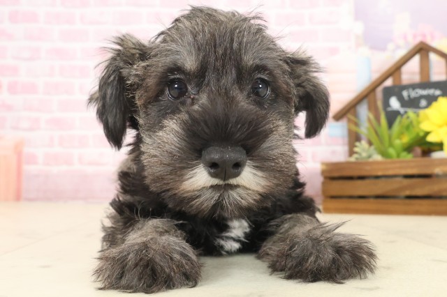 長崎県のミニチュアシュナウザー (Coo&RIKU長崎佐世保店/2025年10月9日生まれ/男の子/ソルトペッパー)の子犬の1枚目の画像