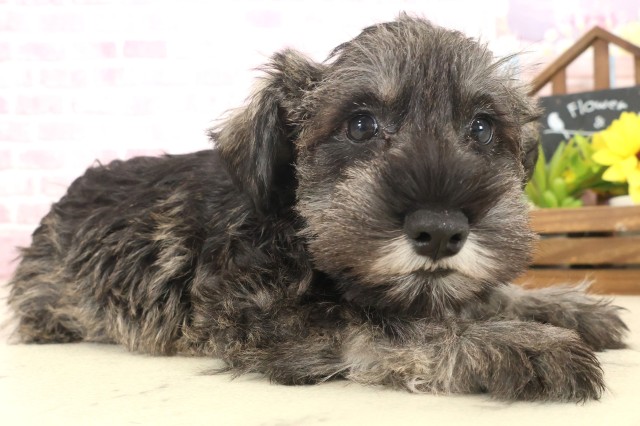 長崎県のミニチュアシュナウザー (Coo&RIKU長崎佐世保店/2025年10月9日生まれ/男の子/ソルトペッパー)の子犬の2枚目の画像