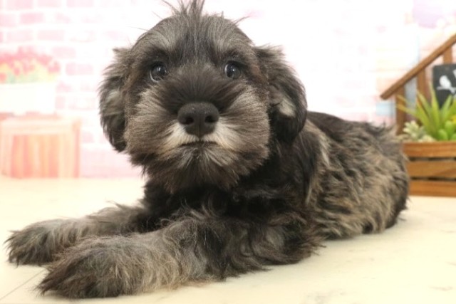 長崎県のミニチュアシュナウザー (Coo&RIKU長崎佐世保店/2025年10月9日生まれ/男の子/ソルトペッパー)の子犬の3枚目の画像