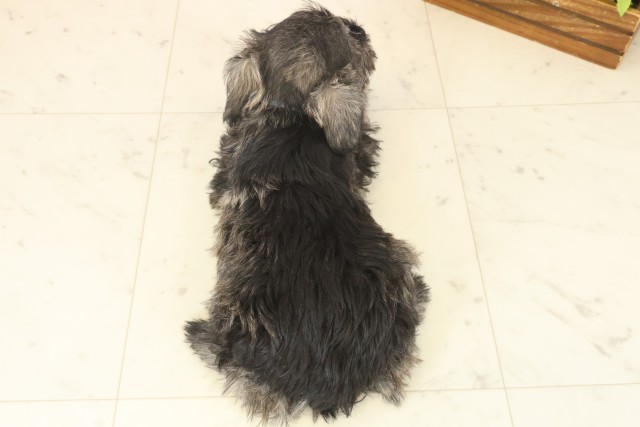 長崎県のミニチュアシュナウザー (Coo&RIKU長崎佐世保店/2025年10月9日生まれ/男の子/ソルトペッパー)の子犬の4枚目の画像